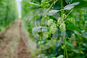 Hops field