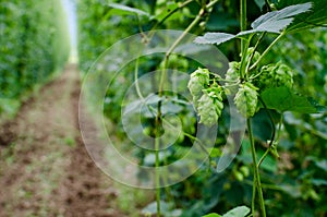 Hops field