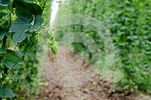 Hops field