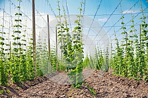 Hops field and blue sky