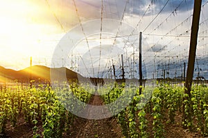 Hops Field - Cloudy Sky