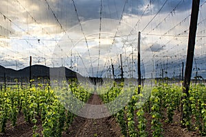 Hops Field - Cloudy Sky