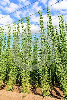 Hops on a field