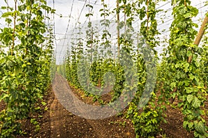 Hops field near Lake Constance, Germany