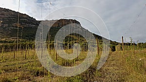 Hops field in Patrimonio, Corsica, France. photo