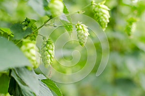 Hops field