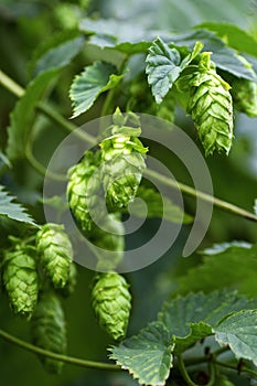 Hops flowers