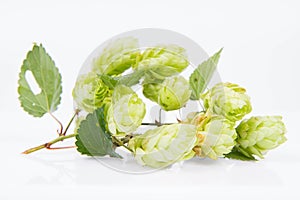 Hops flowers