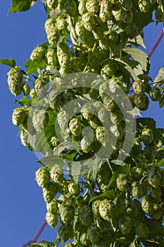 Hops Flowers Bud or at Plant