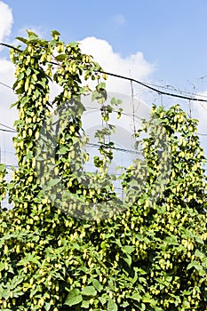 hops in hops garden, Czech Republic