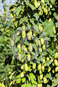 hops in hops garden, Czech Republic