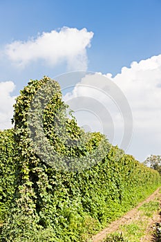 hops garden, Czech Republic