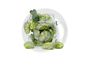 Hops in glass beer mug over white background