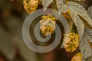 Hops grow in the garden. Fresh green leaves on a branch. Organic gardening. Ingredient for the production of beer and alcoholic