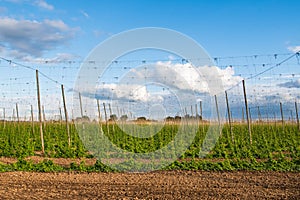 Hops growing on trellises in a field for use in the brewing industry