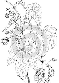 Hops Humulus lupulus botanical drawing