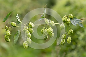 Hops (Humulus lupulus) flowers on vine