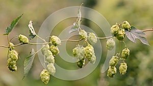 Hops Humulus lupulus flowers on vine