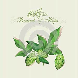 Hops. Illustration. Isolated background.