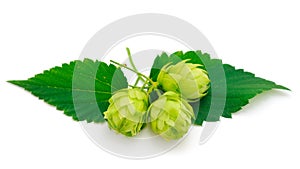 Hops isolated. Green fresh leaf, stem and hop cone bunch