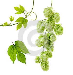 Hops isolated. Green fresh leaf, stem and hop cone bunch isolated on white background