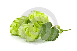 Hops isolated on white
