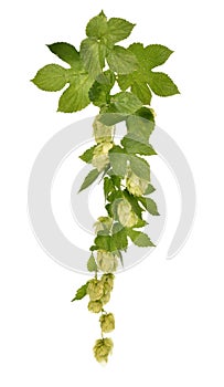 Hops isolated on white background.