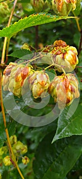 Hops (lat. HÃºmulus) is a genus of climbing herbaceous plants of the Cannabaceae family. inflorescences close-up.