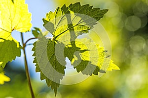Hops, leaf in back light