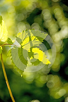 Hops, leaf in back light