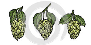 Hops and leaves