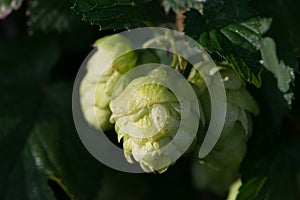 Hops with leaves and foliage
