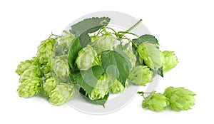 Hops, with leaves, isolated on a white background