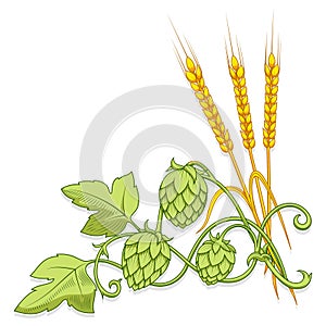 Hops ornament vector illustration