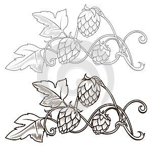 Hops ornament vector illustration