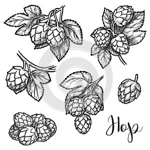 Hops plant cones sketch, beer brewing ingredient