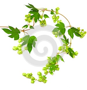 Hops plant twined vine