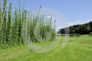 Hops plantation #6, baden