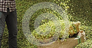 A hops plantation worker shovels the dried hop cones into a transport bag