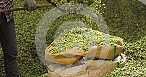 A hops plantation worker shovels the dried hop cones into a transport bag