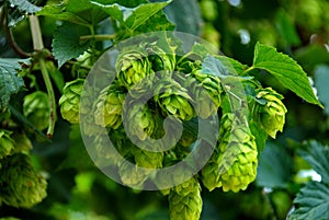 Hops ready for harvest in a hops farm