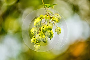 Hops with ripe cones in summer