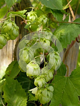 Hops with ripe cones in summer