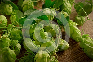 Hops twining bines. Concept of beer brewing process. Green herbal pattern background with climbing strings, hop cones and catkins