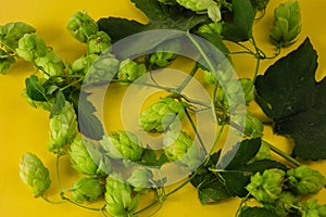 Hops twining bines. Concept of beer brewing process. Green herbal pattern on yellow background with climbing strings, hop cones