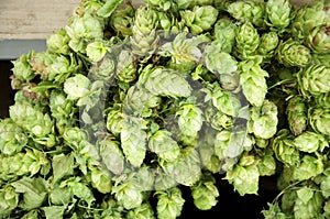 Hops umbels