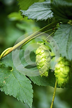 Hops Umbels