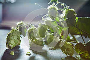Hops on wooden background
