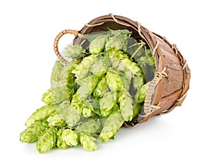 Hops in a wooden basket