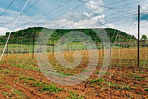 Hops yard with crop